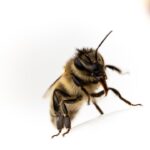 bee and wasp pest control Sydney