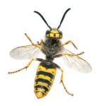 bee and wasp pest control Sydney
