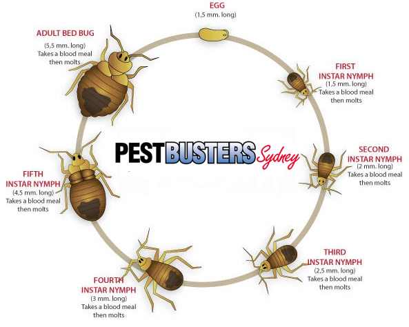 bedbug pest control sydney