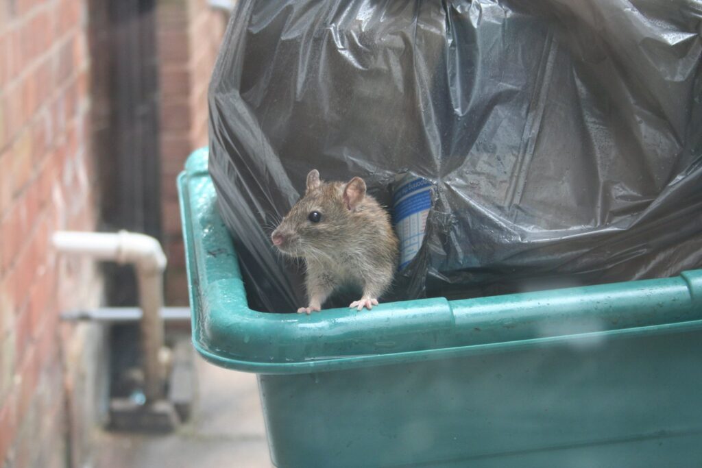 Rat Problems on the rise in Sydney • Pest Busters Sydney